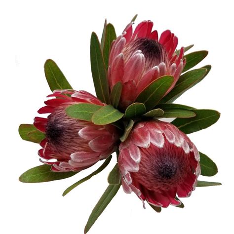 Pink Ice Protea | Pink ice protea, Wholesale flowers, Diy wedding flowers