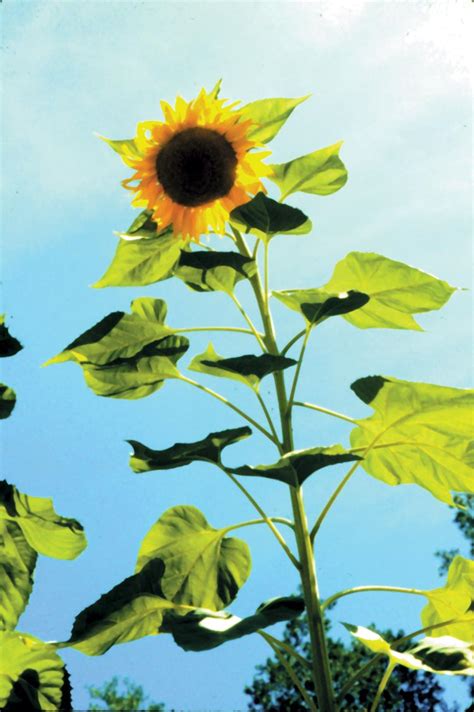 Mrs. Dankert's Class: Sunflower Plant Project Example