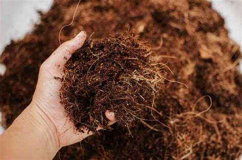 4 Things About Coco Coir Hydroponics Growing + Pros And Cons