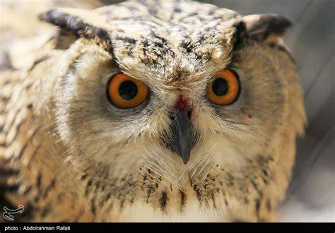 Birds of Prey Fly Back into The Wild after Rehabilitation in Iran - Photo news - Tasnim News Agency