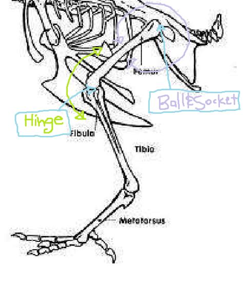 Chicken Thigh Diagram