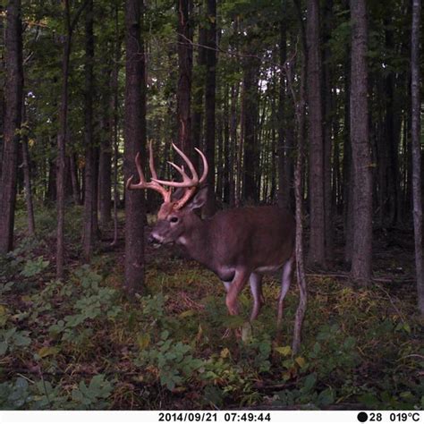 Using Trail Cameras to Locate a Buck's Core Area in 2020 (With images) | Big deer, Trail cameras ...