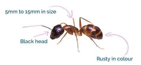 How To Get Rid of Sugar Ants - The Pest Advice