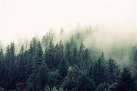 Pine forest, landscape, mist, pine trees HD wallpaper | Wallpaper Flare