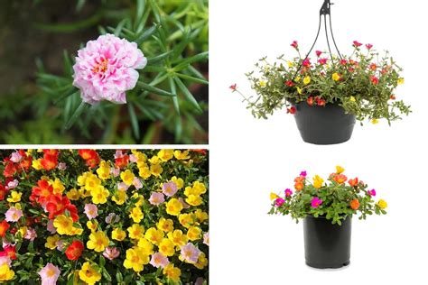 Portulaca Flower / Moss-Rose - Plants Information