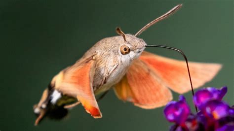 The Incredible Hummingbird Hawk-Moth: A Fascinating Example of Convergent Evolution - World ...