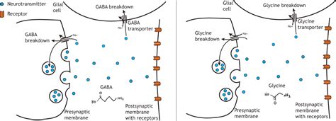 Neurotransmitter Clearance – Foundations of Neuroscience