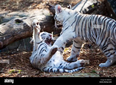 Baby tiger cubs hi-res stock photography and images - Alamy