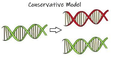 Conservation of Genetic Material — DNA Replication - Expii