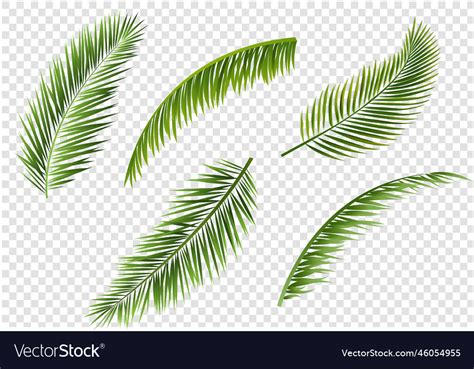 Palm tree branches set isolated transparent Vector Image