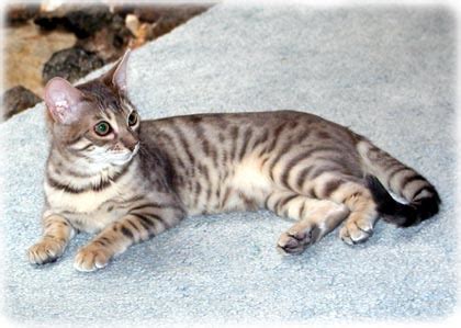 Blue Bengal Cats - from Foothill Felines Bengals, Sacramento, CA exotic Bengal Cat breeder.