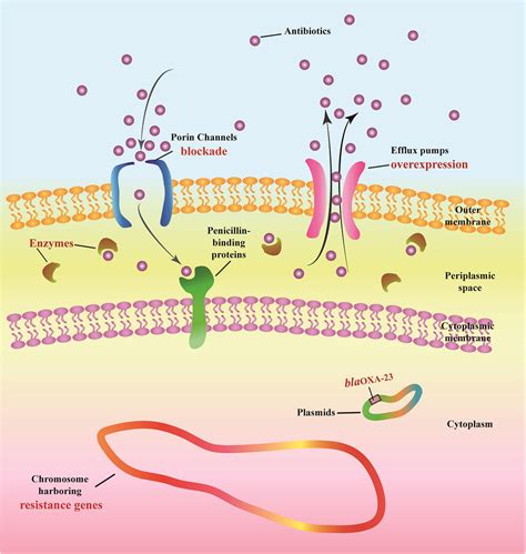 Frontiers | Impact of an Intervention to Control Imipenem-Resistant ...