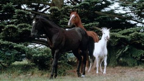 Black Beauty (1994 film) - Alchetron, the free social encyclopedia