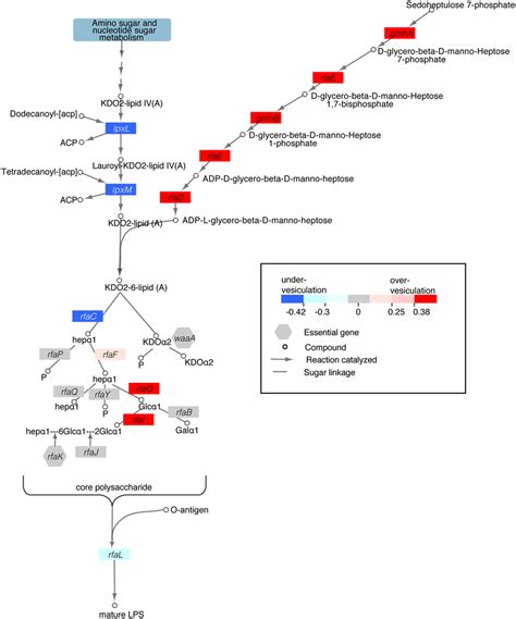 Biosynthesis of immature LPS alters vesiculation. Vesiculation... | Download Scientific Diagram