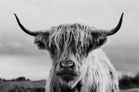 Black and White Highland Cow Print, Scottish Coo, Shaggy Cow, Scotland ...