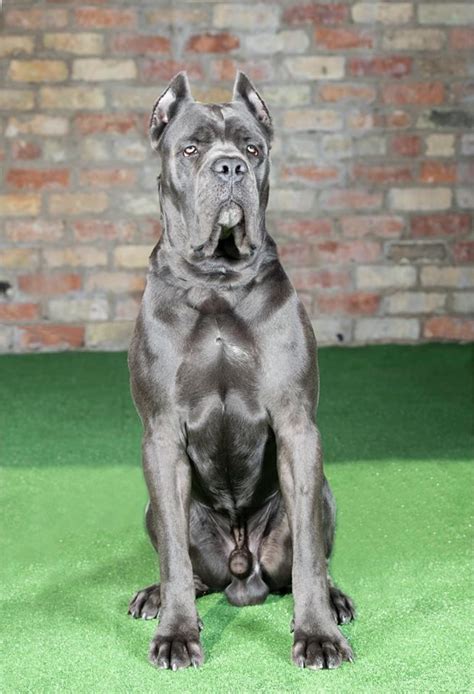 Cane Corso Rescue Near Me - alligator fish aquarium