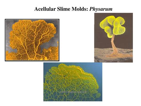 PPT - Cellular Slime Molds: Dictyostelium PowerPoint Presentation, free ...