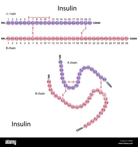 Structure of human insulin, two different presentations Stock Photo - Alamy