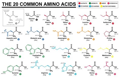 What Are The Two Rare Amino Acids? » ScienceABC