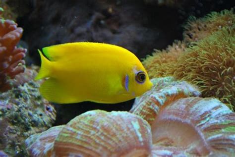 Saltwater Angelfish Species