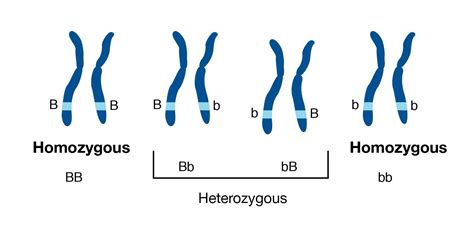 What term describes an individual possessing two of the same alleles at ...