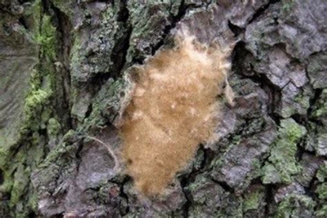 How to deal with the gypsy moth explosion in the Kawarthas | kawarthaNOW