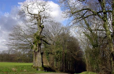 Quercus Oak Eik | Growing tree, Tree, American indian art