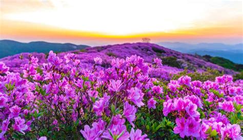 Spring Flowers in Korea: When & Where to Go (South Korea)