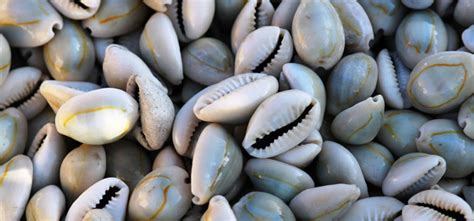 The Art of Cowrie Shell Divination