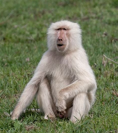 Albino Baboon: Canon SLR Lens Talk Forum: Digital Photography Review