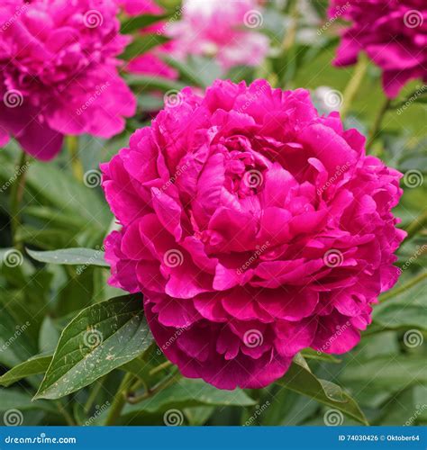 Pink peony in the garden. stock photo. Image of flower - 74030426