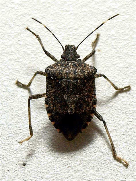 File:Brown marmorated stink bug.jpg - Wikimedia Commons