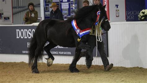 Rare breed horses to be recognised in new champiohip classes