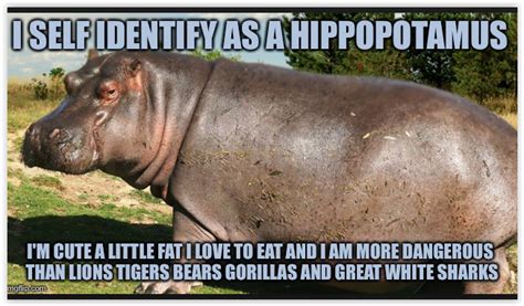 Pin on Happy Hippos