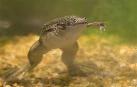 Tiny Eggs & Tadpoles: Caring for Your African Dwarf Frogs