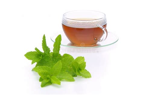 Tea Peppermint stock photo. Image of medicinal, mint - 10479722