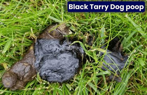 Black Dog Poop: When Should You Worry? How To Stop It?