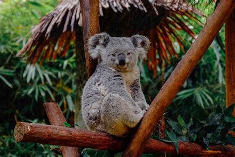 Koalas, quand Spark déclare sa flamme à Pandas