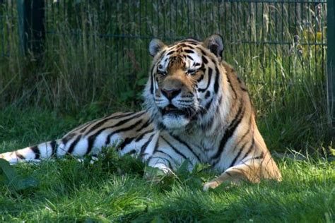 a great tiger - Picture of Blackpool Zoo, Blackpool - TripAdvisor