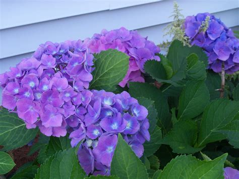 Beyond The Garden Gate: My Lovely Purple Hydrangeas