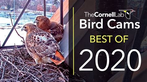 Bird Cams: Best Of 2020 - YouTube