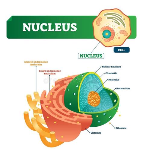 Cell Nucleus Diagram Labeled Nucleus Cell Isolated Endoplasm