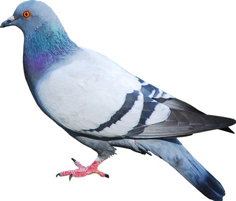 Pigeon - Pigeon Png Clipart - Full Size Clipart (#340505) - PinClipart