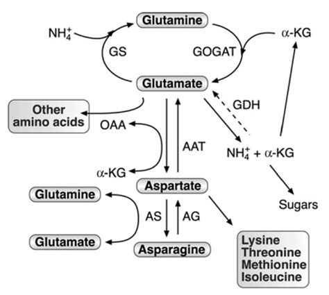 Glutamine, Glutamate, Aspartate, and Asparagine are Central Regulators of Nitrogen Assimilation ...