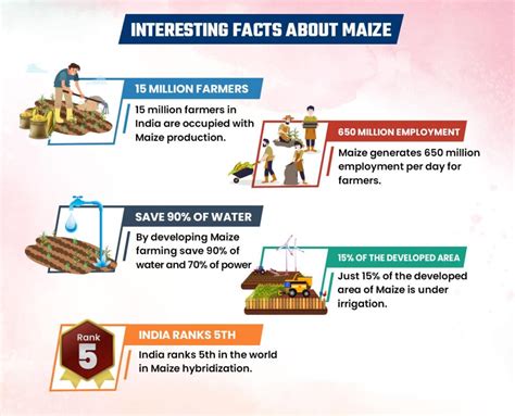 Maize Cultivation and Varieties of Maize Crop in India