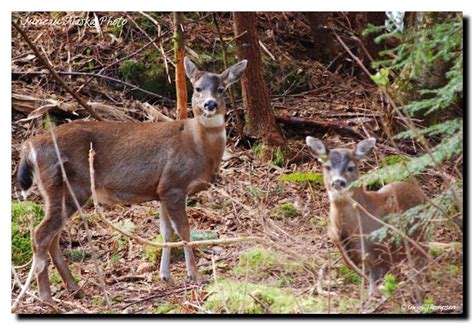 Juneau Alaska Photo: Sitka Black-Tailed Deer