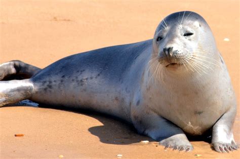 Free picture: seal, beach, sand, animals