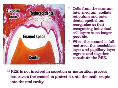 Amelogenesis - Stages of enamel formation