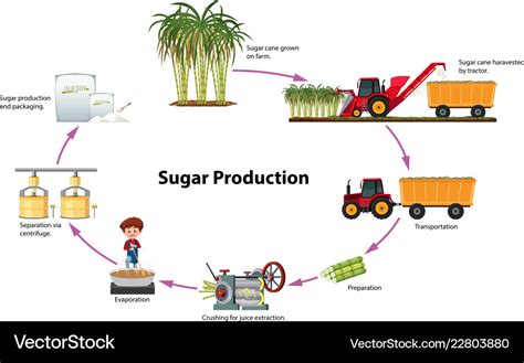 A digram sugar production Royalty Free Vector Image