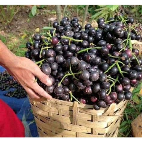 Jual Buah kupa kuwuk segar 1kg | Shopee Indonesia